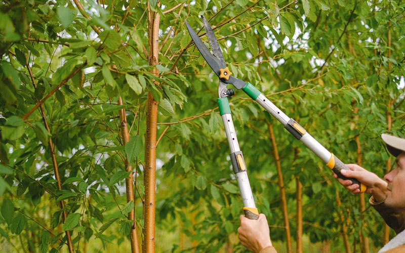 Tree trimming in Durant, IA